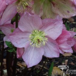 Helleborus Walbertons Rosemary