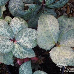 Helleborus Winter Moonbeam