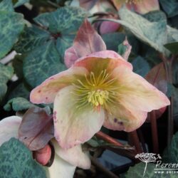 Helleborus Winter Moonbeam