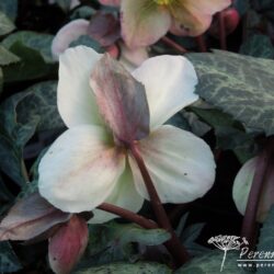 Helleborus Winter Moonbeam