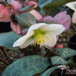 Helleborus Winter Moonbeam