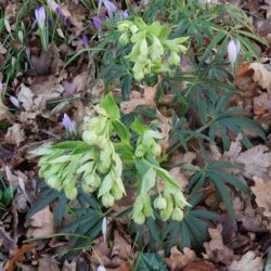 Helleborus foetidus