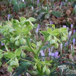 Helleborus foetidus