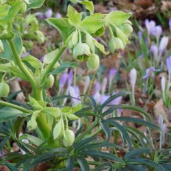 Helleborus foetidus