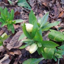 Helleborus hybridus Ballards Group