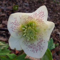 Helleborus hybridus Ballards Group