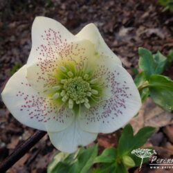 Helleborus hybridus Ballards Group