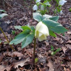 Helleborus hybridus Ballards Group