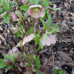 Helleborus hybridus