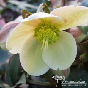 Helleborus x ericsmithii Monte Cristo