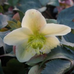 Helleborus x ericsmithii Monte Cristo