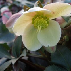 Helleborus x ericsmithii Monte Cristo