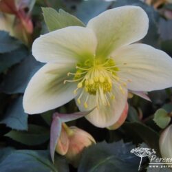 Helleborus x ericsmithii Monte Cristo