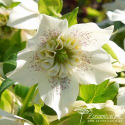 Helleborus x hybridus formy