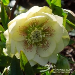 Helleborus x hybridus formy