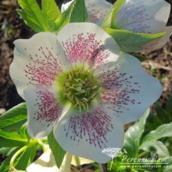 Helleborus x hybridus formy