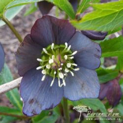 Helleborus x hybridus formy