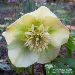 Helleborus x hybridus formy