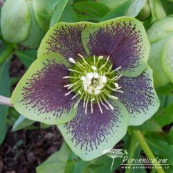 Helleborus x hybridus formy