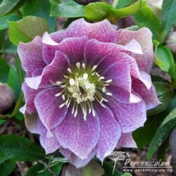 Helleborus x hybridus formy