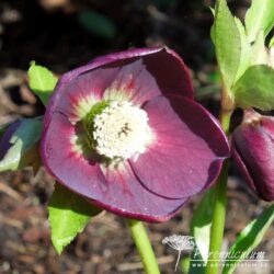 Helleborus x hybridus formy