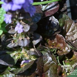 Ajuga reptans Black Scallop