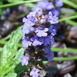 Ajuga reptans Black Scallop