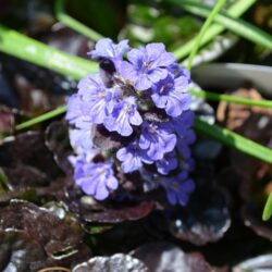 Ajuga reptans Black Scallop