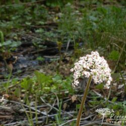 Darmera peltata