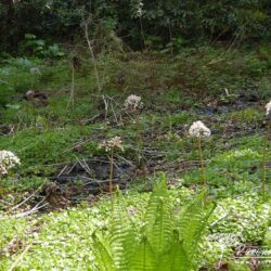 Darmera peltata