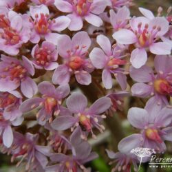 Darmera peltata