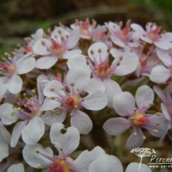 Darmera peltata