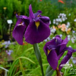 Iris ensata Gipsy