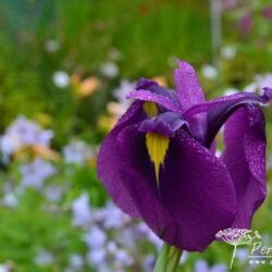 Iris ensata Gipsy