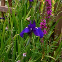 Iris ensata