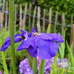 Iris ensata