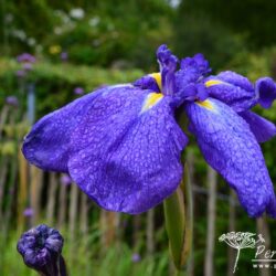 Iris ensata