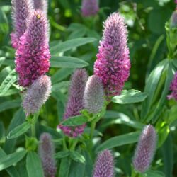 Trifolium rubens