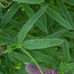 Trifolium rubens