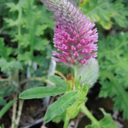 Trifolium rubens