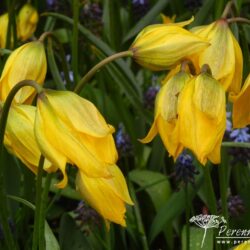 Tulipa sylvestris