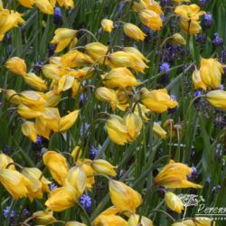 Tulipa sylvestris