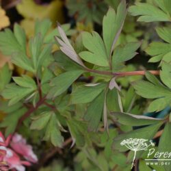 Lamprocapnos spectabilis Valentine