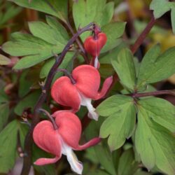 Lamprocapnos spectabilis Valentine