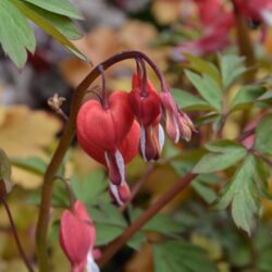 Lamprocapnos spectabilis Valentine