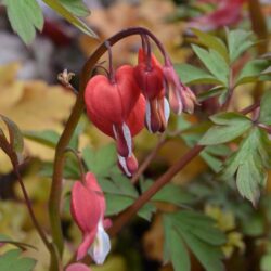 Lamprocapnos spectabilis Valentine