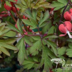 Lamprocapnos spectabilis Valentine