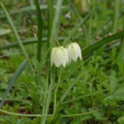 Fritillaria meleagris Alba