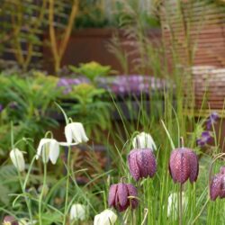 Fritillaria meleagris Alba