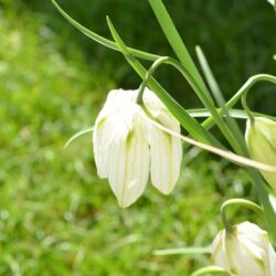 Fritillaria meleagris Alba